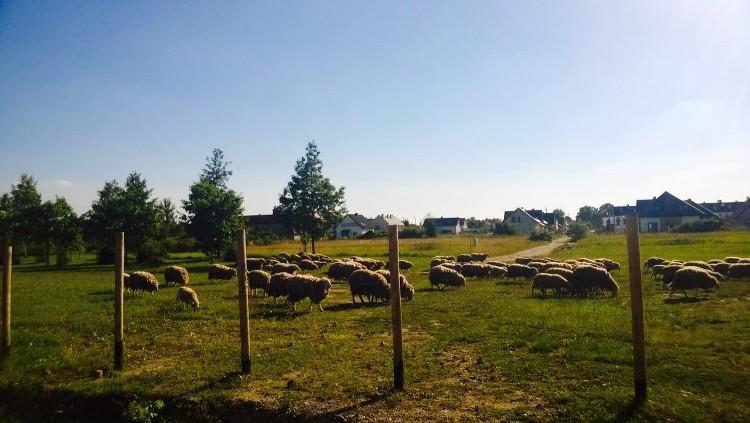 Wrocław stawia na rozwój zachodniej dzielnicy