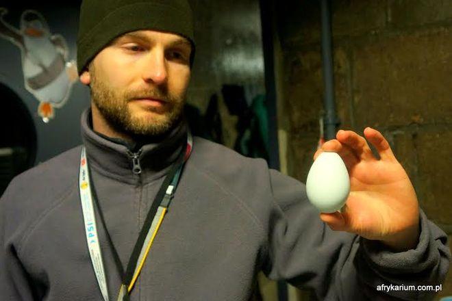 Akcja wrocławskiego zoo: zaadoptuj jajo pingwina na Wielkanoc!