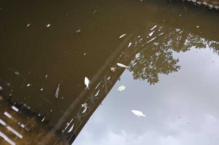 Wrocław: Martwe ryby w Parku Szczytnickim. Zagrożenie dla zoo?