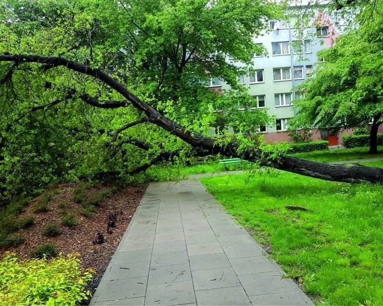 Groźna pogoda nad Wrocławiem. Interweniują strażacy, są powalone drzewa