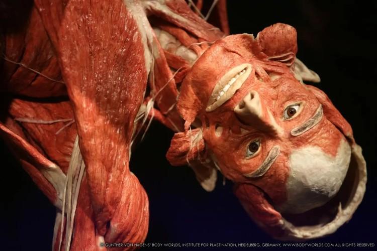 Body Worlds - Vital. Najliczniej odwiedzana wystawa świata powraca do Wrocławia z nową ekspozycją!