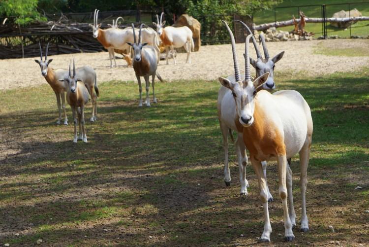Nowi mieszkańcy wrocławskiego zoo. To przedstawiciele 