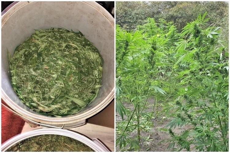 Marihuana w lesie pod Wrocławiem. Plantator udawał grzybiarza