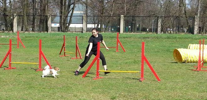 W czwartek zabierz swojego psiaka na dzień sportu 