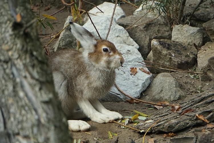 Zające pod ścisłą ochroną. Oto nowi mieszkańcy wrocławskiego zoo [ZDJĘCIA]