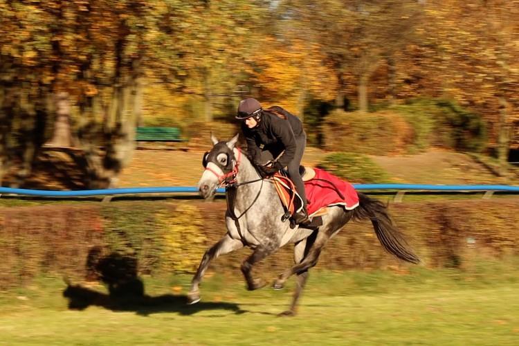 Ogier z Partynic drugi w prestiżowej gonitwie w Arabii Saudyjskiej