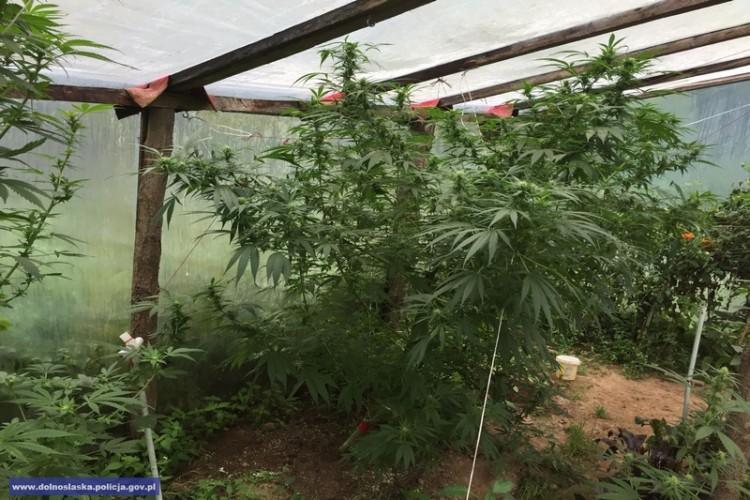 Zlikwidowali wrocławską plantację marihuany (ZOBACZ ZDJĘCIA)