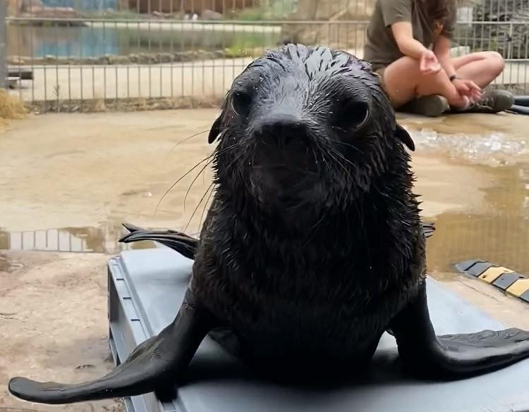 Młody kotik z wrocławskiego zoo otrzymał imię. Jak się nazywa? [WIDEO]