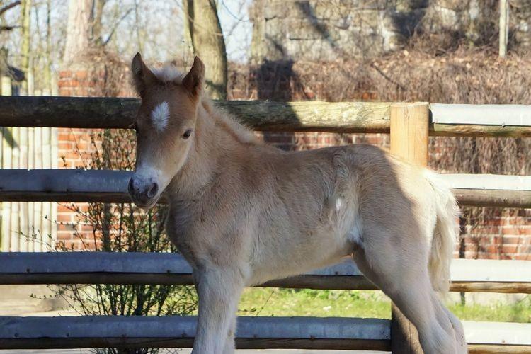 W zoo urodziła się przedstawicielka największych kucyków na świecie [ZDJĘCIA]