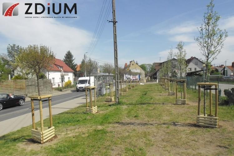 Nowe drzewa na Żernikach. Posadzone w miejscu usuniętych roślin