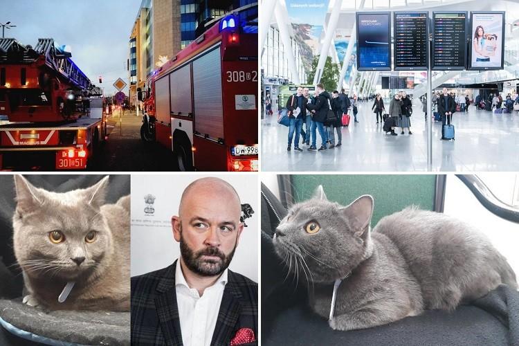 Kocia historia z happy endem i protest przeciwko finansowaniu in vitro [PODSUMOWANIE DNIA]