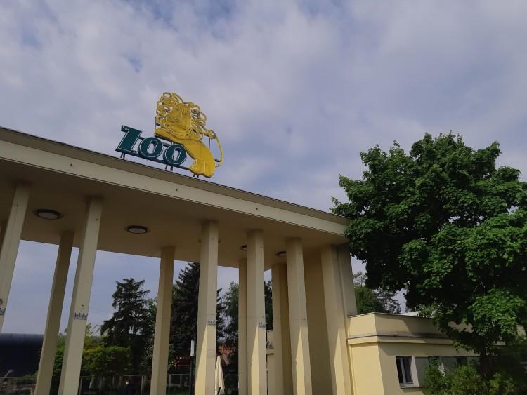 Lew zaryczy w tramwajach. Zapowie przystanek przy wrocławskim zoo [AUDIO]