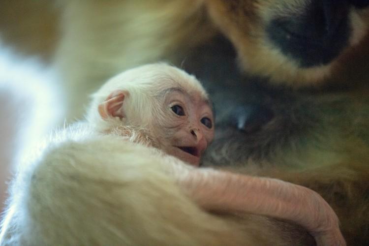 Sensacyjne narodziny we wrocławskim zoo! Na świat przyszedł gibon [ZDJĘCIA]