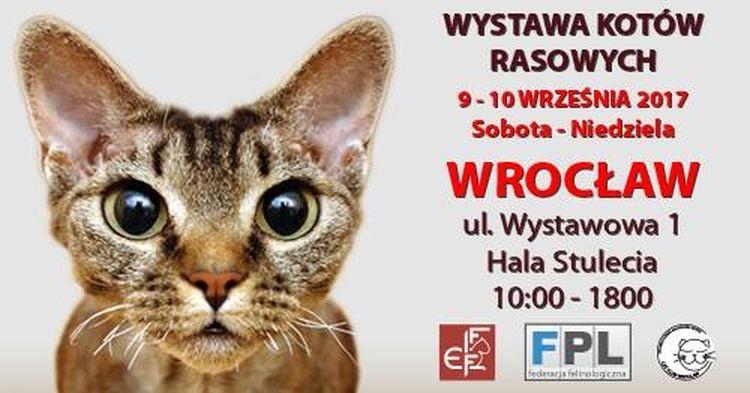 Wystawa kotów w Hali Stulecia. Jakie rasy będzie można zobaczyć?