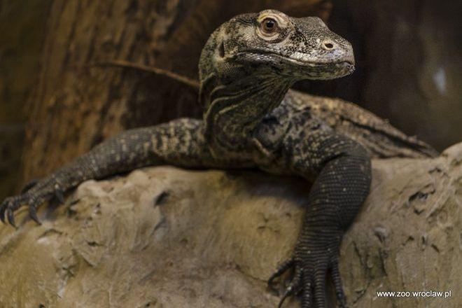 Po Afrykarium i Odrarium we wrocławskim zoo powstaje terrarium dla smoków [ZDJĘCIA]