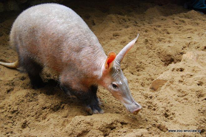 We wrocławskim zoo mnóstwo się dzieje