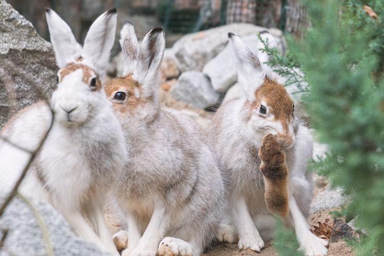 Wiosenny baby boom w zoo. Na świat przyszło 160 maluchów [ZDJĘCIA]