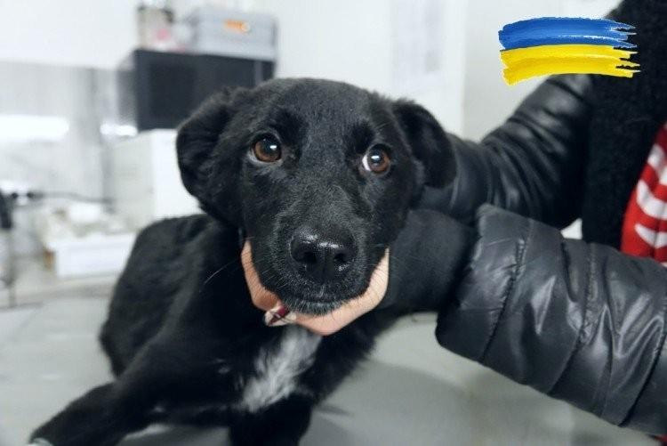 Ekostraż po raz kolejny wyjeżdża do Ukrainy. Organizuje też zbiórkę darów