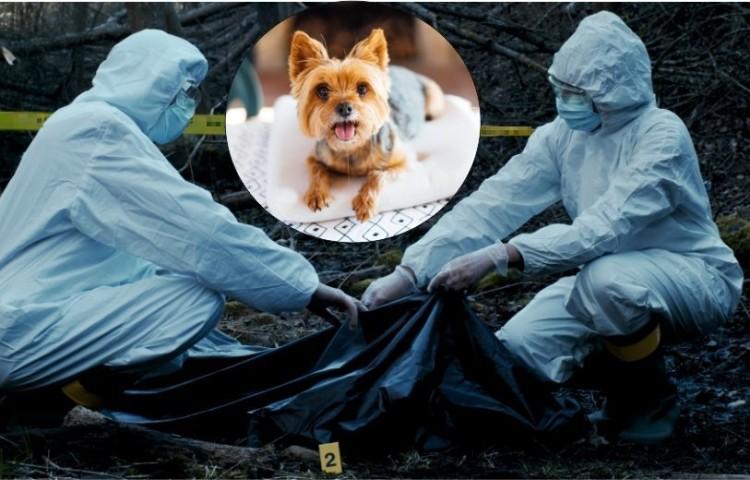 Wstrząsające! Z Odry wyłowili psa z podciętym gardłem
