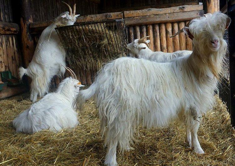 Rusza domowe zoo, czyli transmisje na żywo z ogrodu zoologicznego