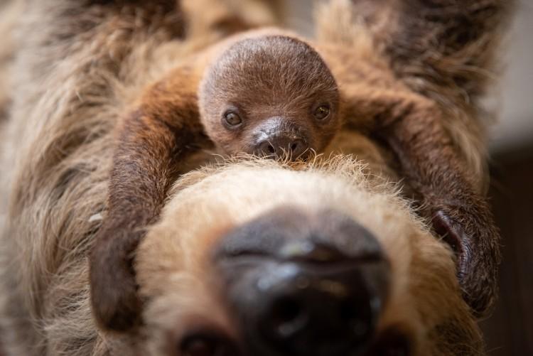 Konkurs na imię dla małego leniwca z wrocławskiego zoo [ZDJĘCIA]