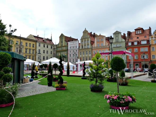 Na placu Solnym będą rozdawać wrocławianom drzewka