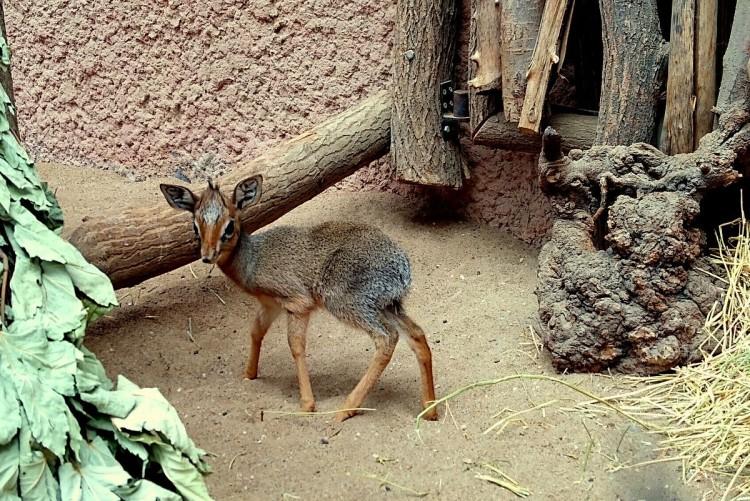 Nowy mieszkaniec ZOO Wrocław. To dikdik! [ZDJĘCIA]