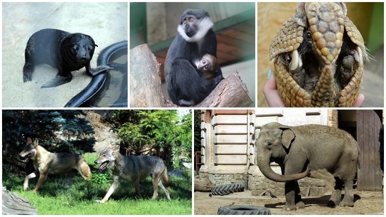 Jak dobrze znasz mieszkańców wrocławskiego zoo? [QUIZ]