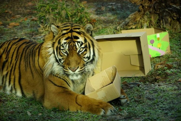 Boże Narodzenie we wrocławskim ogrodzie zoologicznym [ZDJĘCIA]