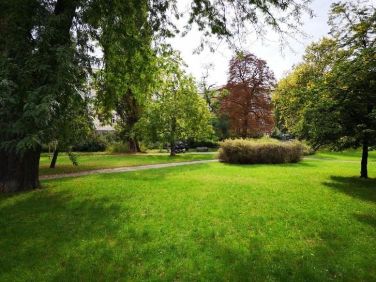 Miasto podsumowuje zielone inwestycje 2020 roku. Zasadziło prawie 3 tys. drzew
