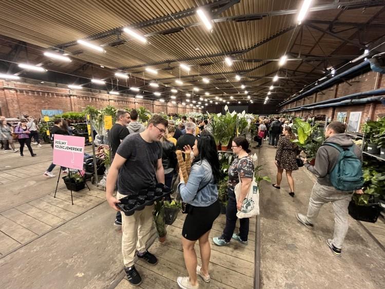 Ogromny targ roślin doniczkowych we Wrocławiu. Ceny zaskakują [ZDJĘCIA]