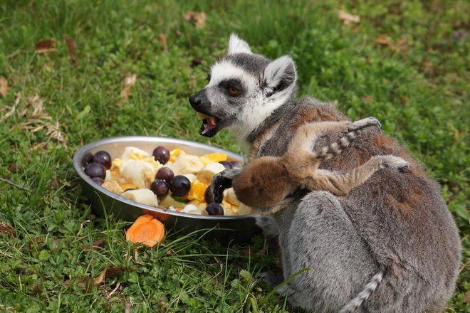 Nasze ZOO zaprasza na pokazowe karmienia zwierzaków