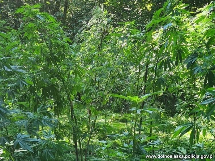 Leśna plantacja zlikwidowana. Młodzi plantatorzy trafili do aresztu