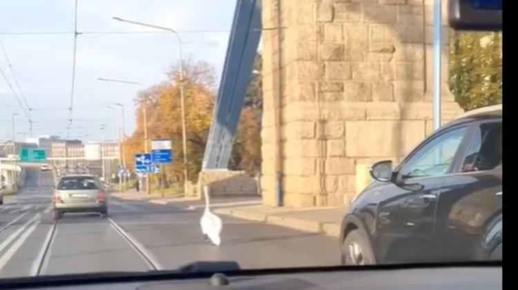 Wrocław: Łabędź w korku na Moście Grunwaldzkim [FILM]
