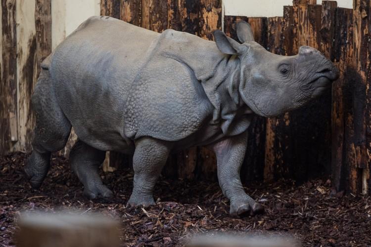 Transfer z Francji do Wrocławia. Zoo ma nowego mieszkańca