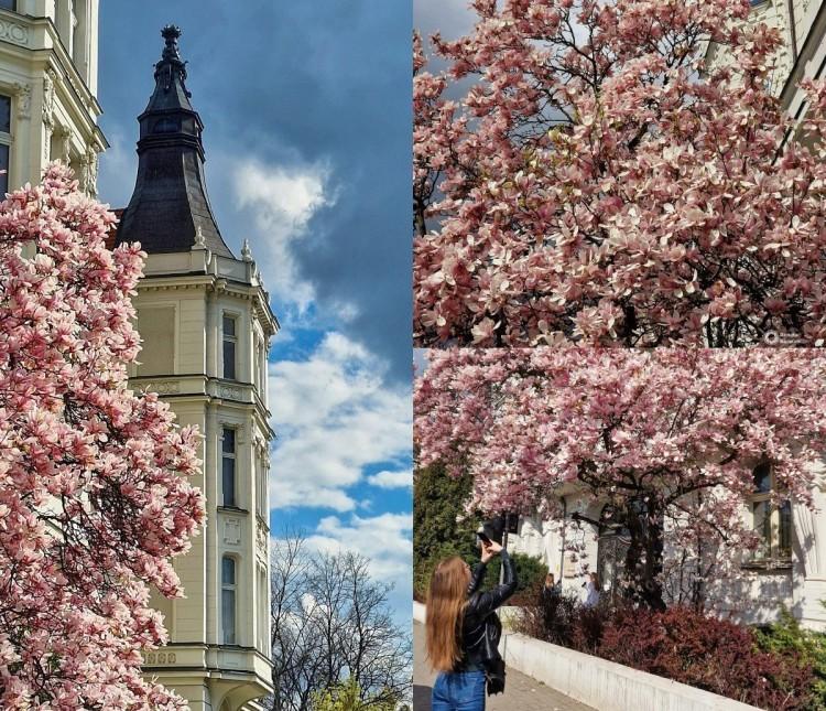 Wrocław: Tak pięknie kwitną magnolie przy ul. Podwale. Idealne miejsce na fotograficzną sesję