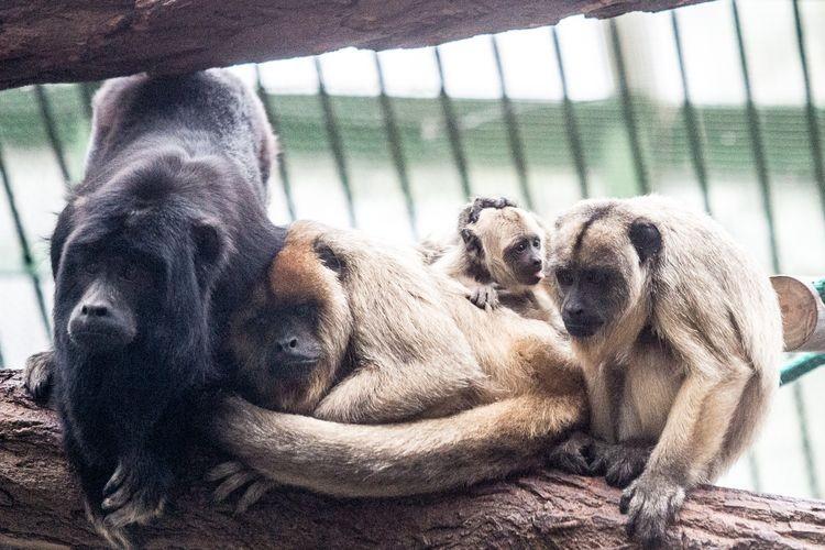 Najgłośniejsza małpa świata urodziła się we wrocławskim zoo [ZDJĘCIA]