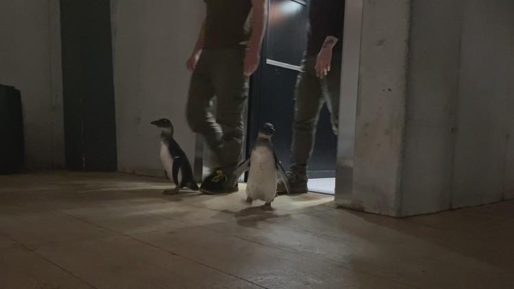 Pingwiny zwiedziły wrocławskie zoo. Miały frajdę, jak dzieci! [WIDEO]