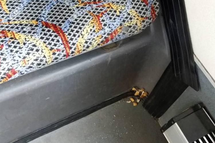 Grzyby w autobusie MPK! 