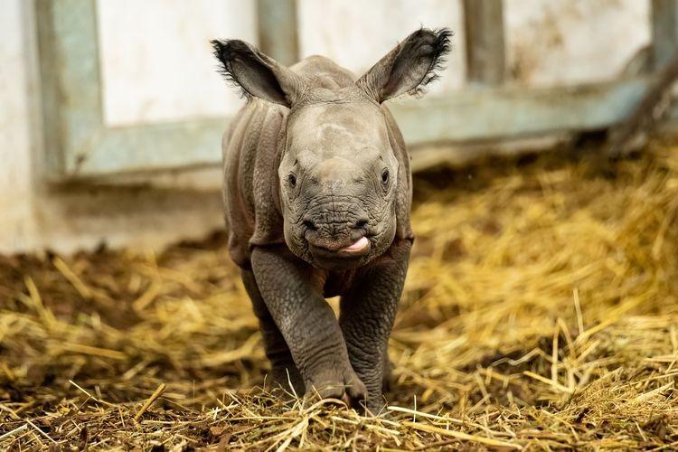 Wybrano imię dla małego nosorożca indyjskiego z wrocławskiego zoo
