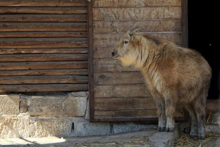 We wrocławskim zoo urodził się drugi w Polsce takin złoty [ZDJĘCIA]