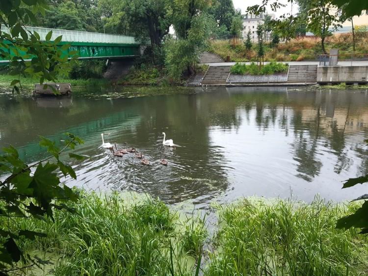 Nietypowy spacer. Tak ze stawu do rzeki idą przez Wrocław łabędzie [ZDJĘCIA]