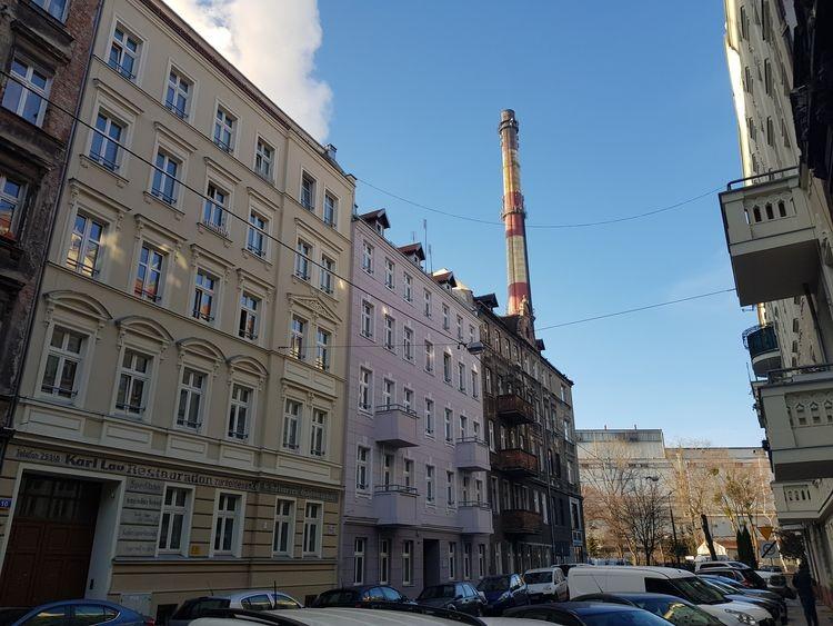 Jerzyki będą walczyć z komarami na Ołbinie i Nadodrzu [ZDJĘCIA]