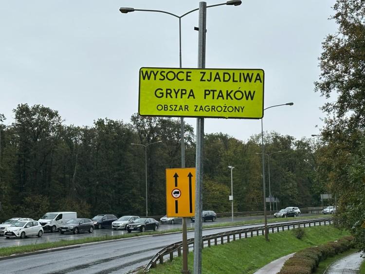 Groźny wirus pod Wrocławiem. Zabito ponad 60 tysięcy kaczek. We Wrocławiu 