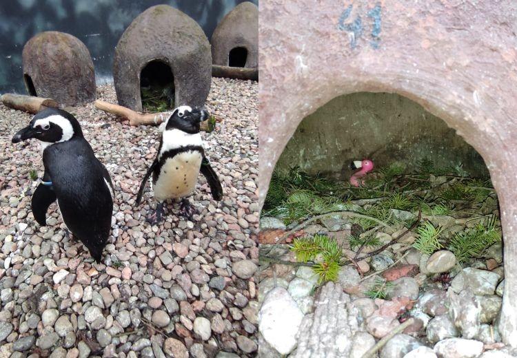 Homoseksualna para pingwinów adoptowała w zoo różowego flaminga [ZDJĘCIA]