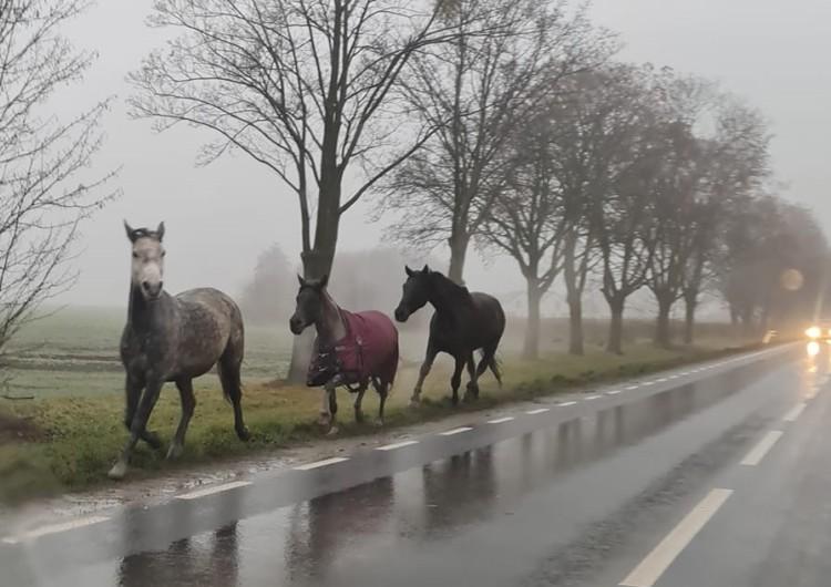 Western pod Wrocławiem. Konie biegały przy ruchliwej drodze