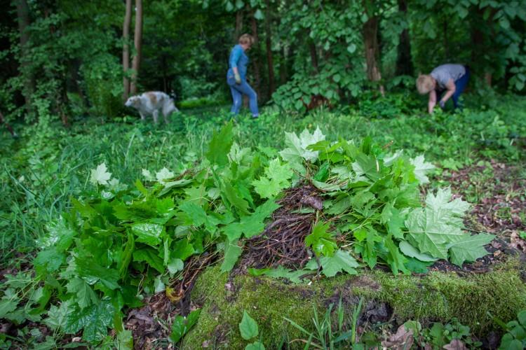 Wrocław: społecznicy wyrywali siewki ręcznie, bo bali się, że zieleń miejska zniszczy park