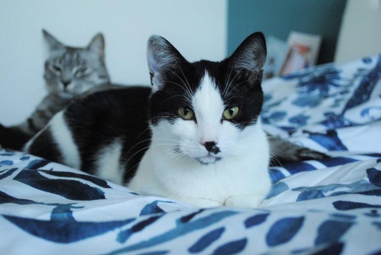 Koty z Wrocławia do adopcji. Te futrzaki szukają nowego domu [ZDJĘCIA]