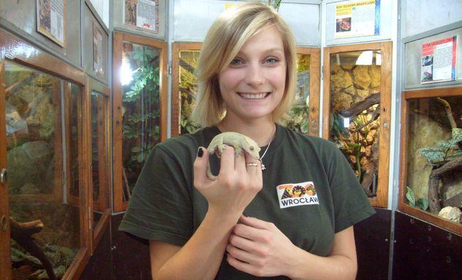Świat za szybą terrarium w ZOO - poznaj zwierzęta, które lubią miód i gubią ogon