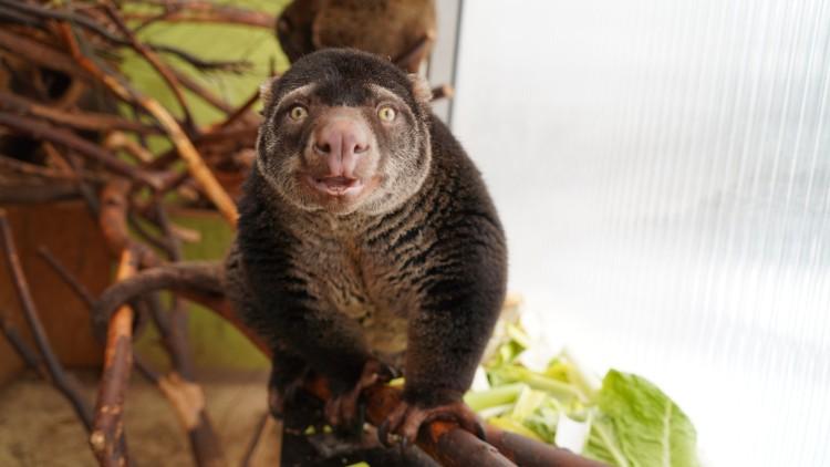 Sensacyjne narodziny we wrocławskim zoo [ZDJĘCIA]
